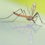 I 5 fattori che attirano di più le zanzare